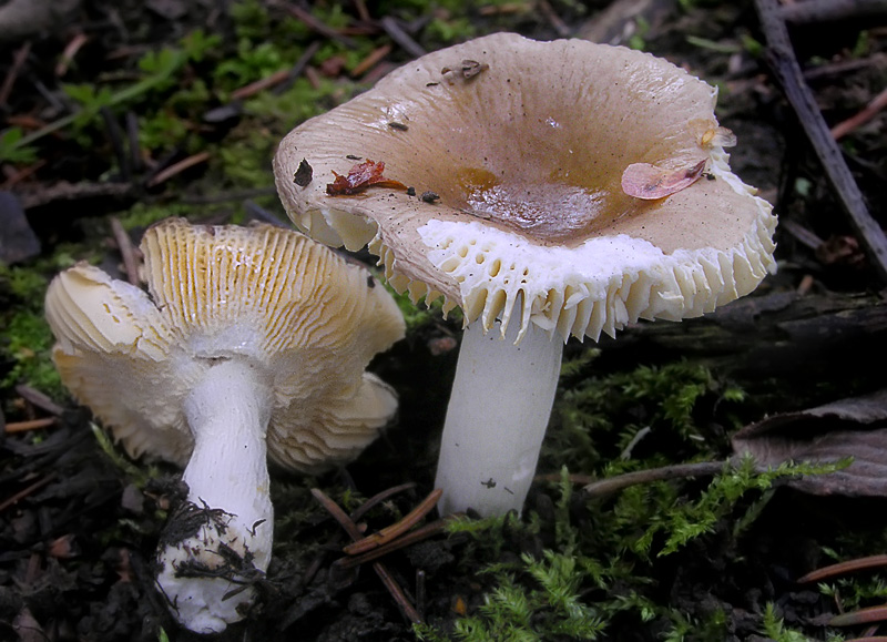 Russula nauseosa